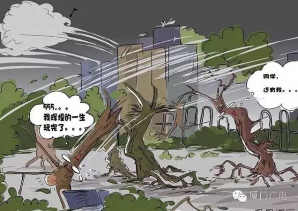 暖心暖城！現在才是廈門最美的樣子～你瞧，臺風過后“鳳凰花”都開了...