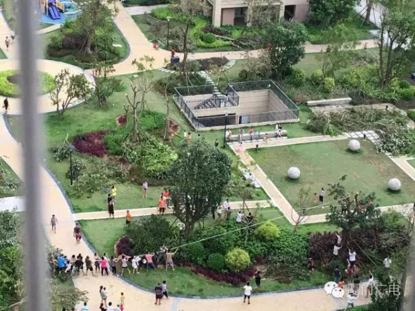 暖心暖城！現在才是廈門最美的樣子～你瞧，臺風過后“鳳凰花”都開了...