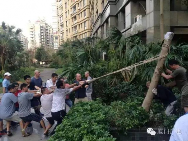 暖心暖城！現在才是廈門最美的樣子～你瞧，臺風過后“鳳凰花”都開了...