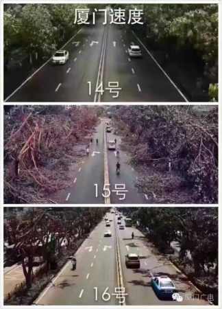 暖心暖城！現在才是廈門最美的樣子～你瞧，臺風過后“鳳凰花”都開了...
