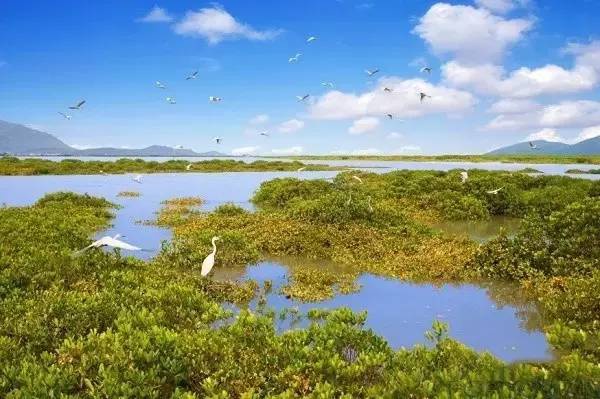 驕傲！杏林灣濕地公園再添“新名片”，廈門市唯一上榜，再過不久要驚艷登場(chǎng)！