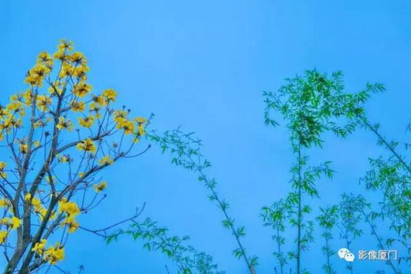 美爆了！廈門那片黃花風鈴木又來了……花期短，趕緊約！