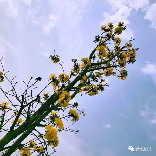 美爆了！廈門那片黃花風鈴木又來了……花期短，趕緊約！