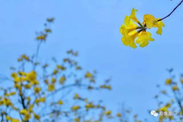 美爆了！廈門那片黃花風鈴木又來了……花期短，趕緊約！
