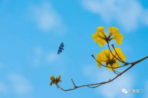 美爆了！廈門那片黃花風鈴木又來了……花期短，趕緊約！