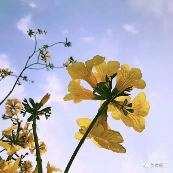 美爆了！廈門那片黃花風鈴木又來了……花期短，趕緊約！