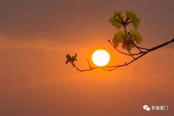 美爆了！廈門那片黃花風鈴木又來了……花期短，趕緊約！