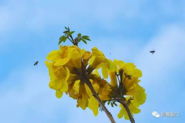 美爆了！廈門那片黃花風鈴木又來了……花期短，趕緊約！