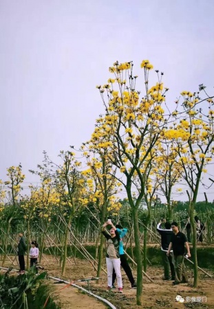 美爆了！廈門那片黃花風鈴木又來了……花期短，趕緊約！