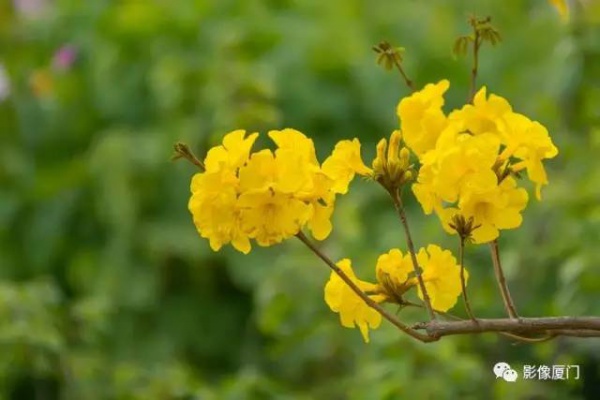 美爆了！廈門那片黃花風鈴木又來了……花期短，趕緊約！