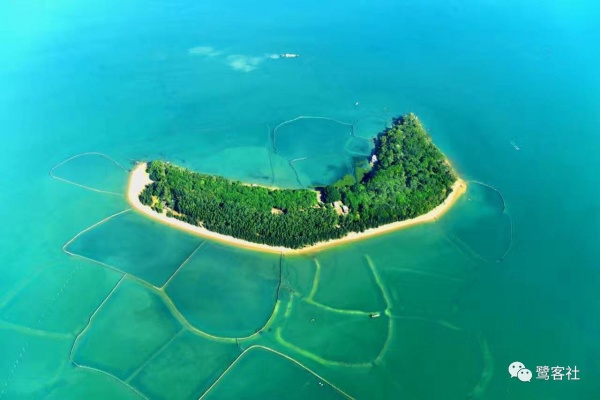 重磅：廈門鱷魚嶼驚現(xiàn)一只小海龜暢游大海，您知道它是什么龜嗎
